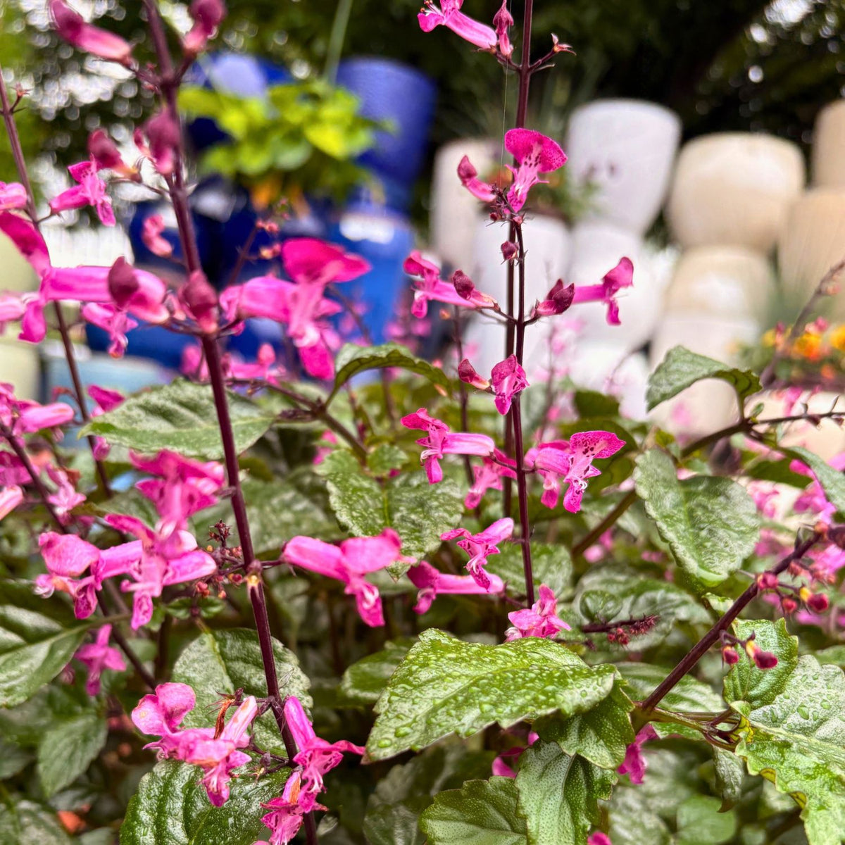 Plectranthus — Pink Blooms (Plectranthus) · 10 in.