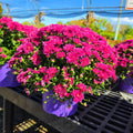 7in Mum Color Pot (Chrysanthemum × morifolium) · 7" Pot