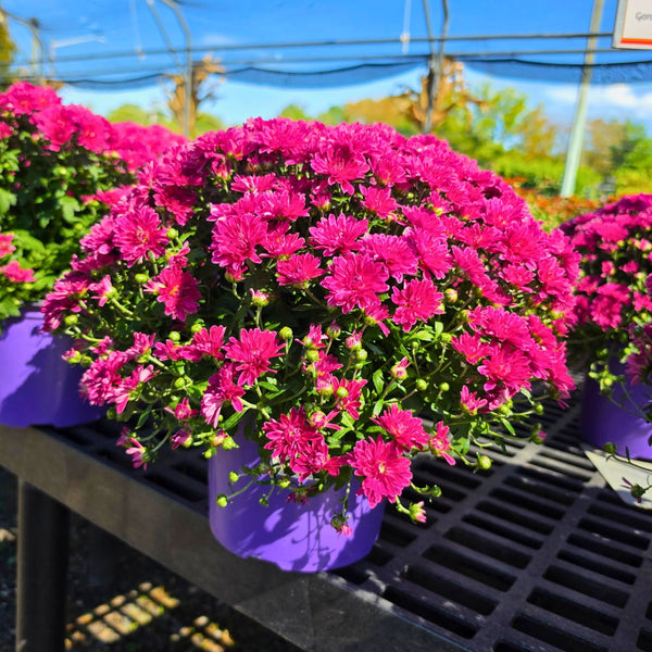 7in Mum Color Pot (Chrysanthemum × morifolium) · 7" Pot