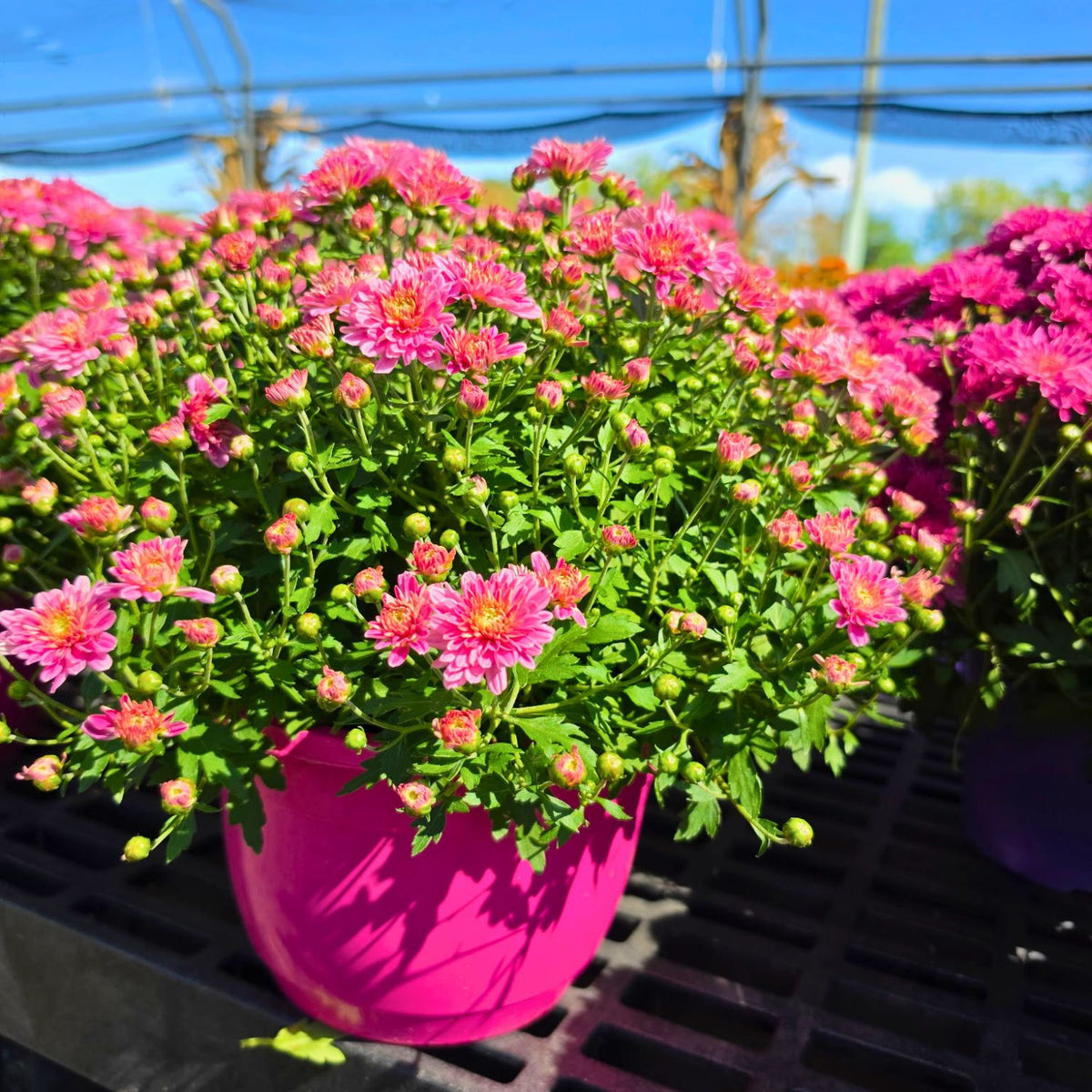 7in Mum Color Pot (Chrysanthemum × morifolium) · 7" Pot