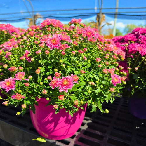 7in Mum Color Pot (Chrysanthemum × morifolium) · 7" Pot