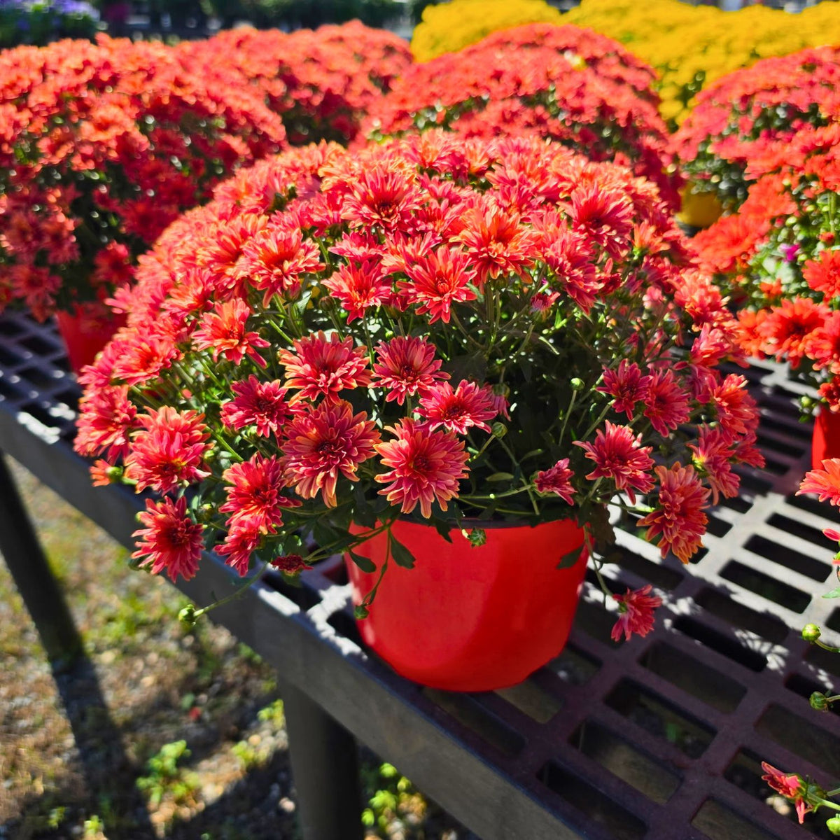 7in Mum Color Pot (Chrysanthemum × morifolium) · 7" Pot