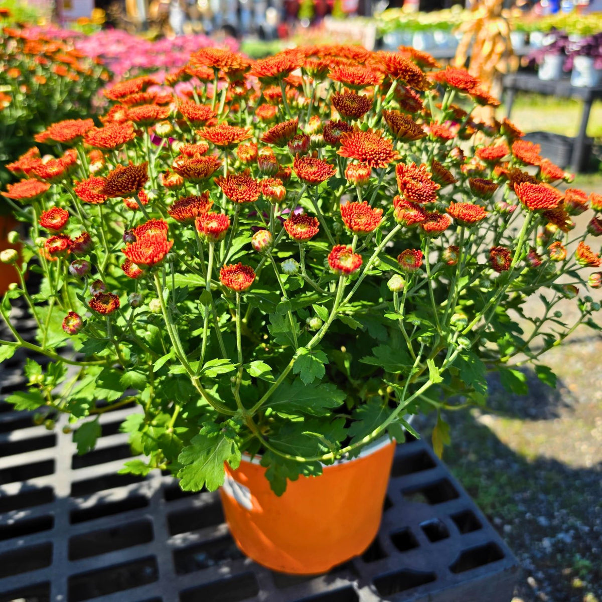 7in Mum Color Pot (Chrysanthemum × morifolium) · 7" Pot