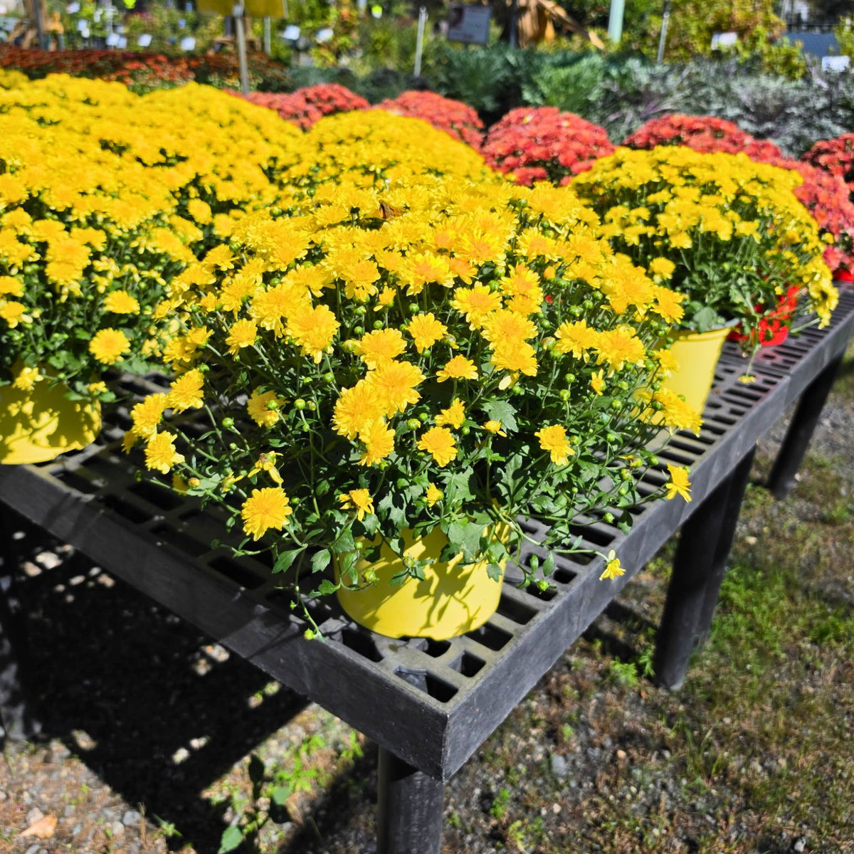 7in Mum Color Pot (Chrysanthemum × morifolium) · 7" Pot