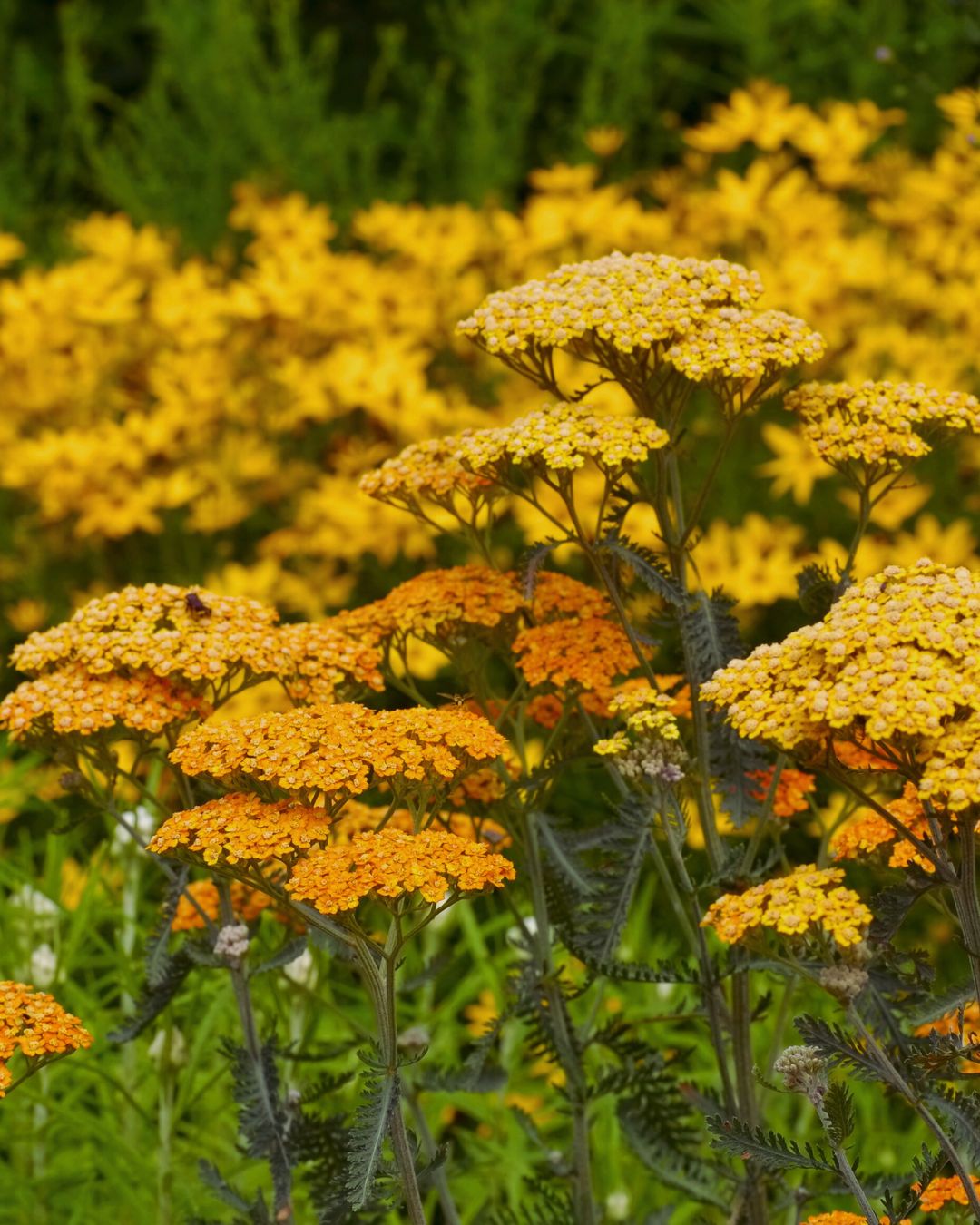 Achillea ‘Terracotta’ (1 gallon)