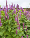 Agastache ‘Blue Fortune’ (1 gallon)
