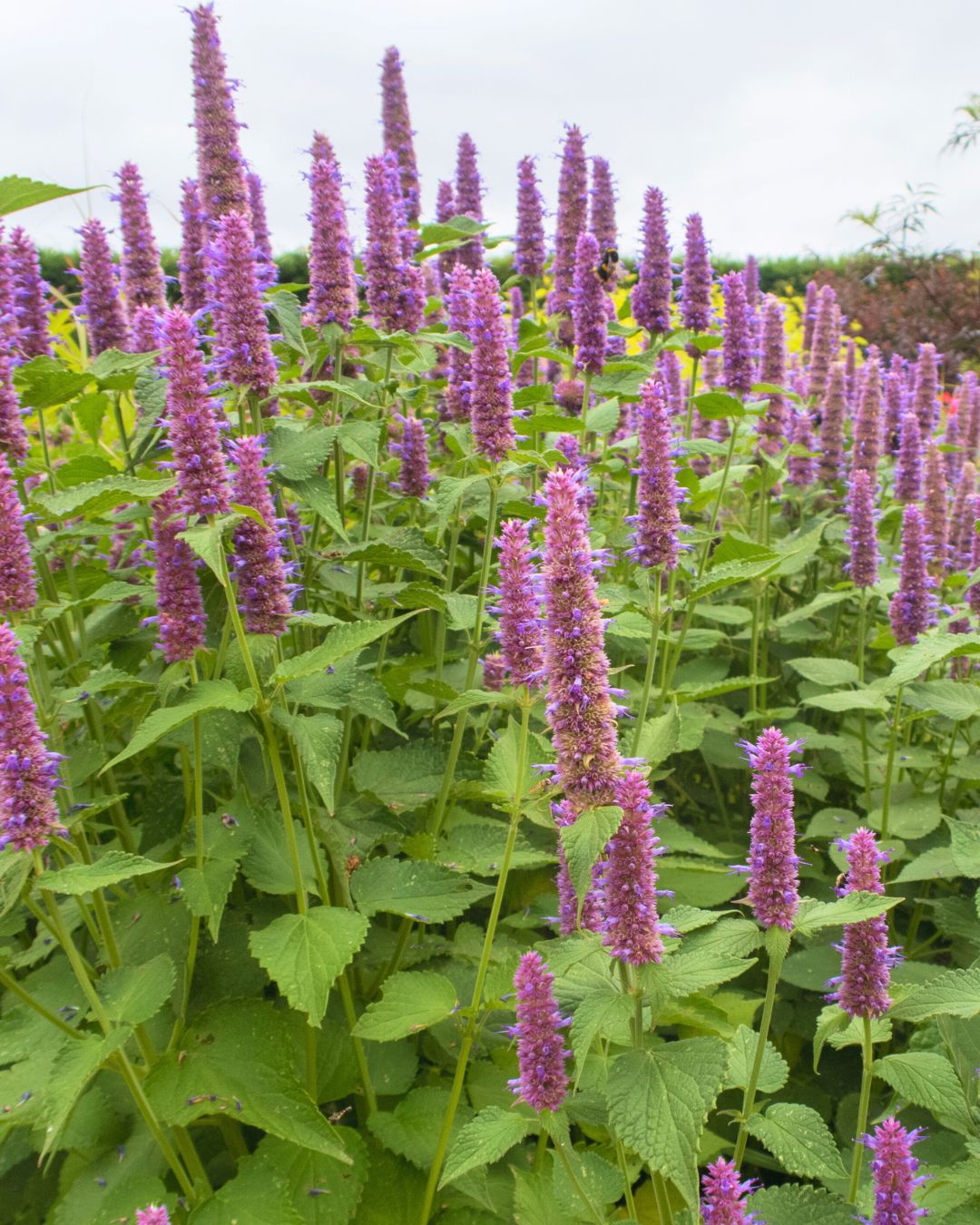 Agastache ‘Blue Fortune’ (1 gallon)