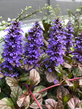 Ajuga 'Black Scallop' (1 gallon)