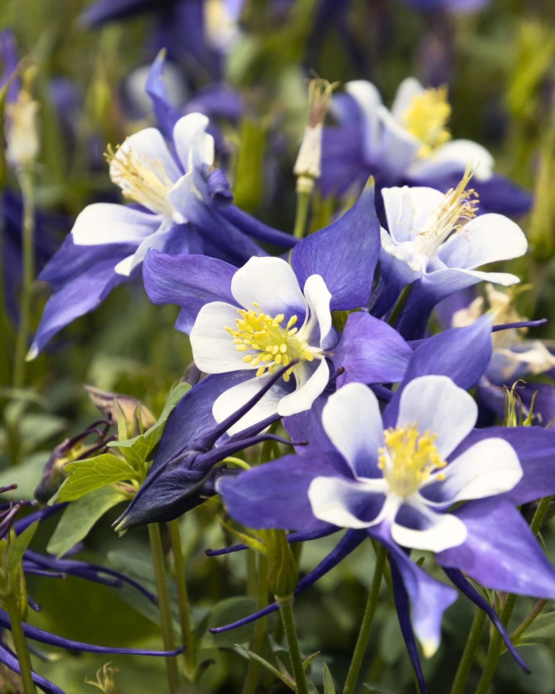 Aquilegia Kirigami 'Deep Blue & White' (1 gallon)