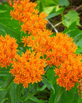 Asclepias tuberosa (Butterfly Weed)