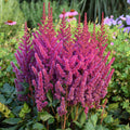 Astilbe ‘Visions’ (1 gallon)