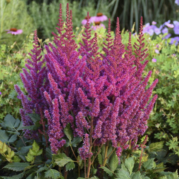 Astilbe ‘Visions’ (1 gallon)
