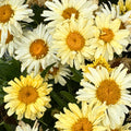 Banana Cream II Shasta Daisy — Amazing Daisies Long-Bloomer (Leucanthemum superbum 'Banana Cream II') · 1.5 Gal