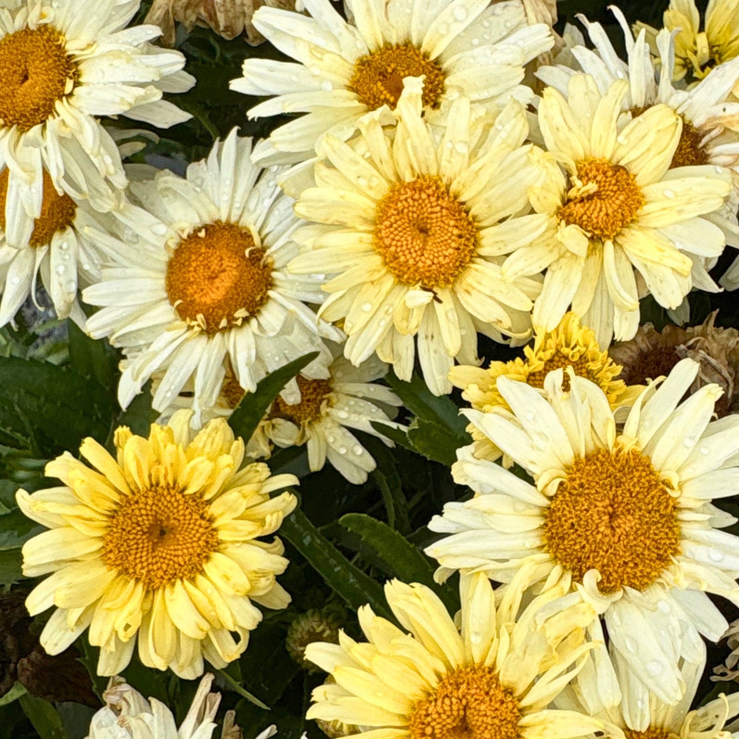 Banana Cream II Shasta Daisy — Amazing Daisies Long-Bloomer (Leucanthemum superbum 'Banana Cream II') · 1.5 Gal