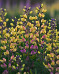 Baptisia ‘Pink Lemonade’ (1 gallon)