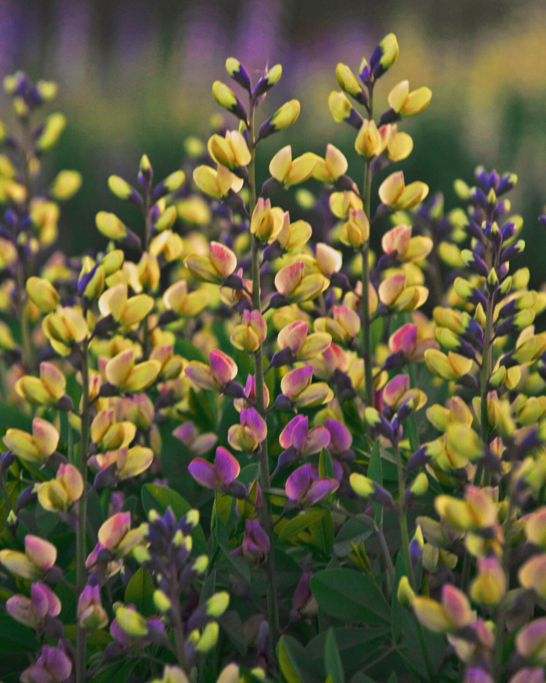 Baptisia ‘Pink Lemonade’ (1 gallon)