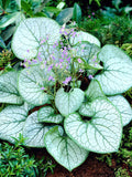 Brunnera 'Jack Frost' (1 gallon)