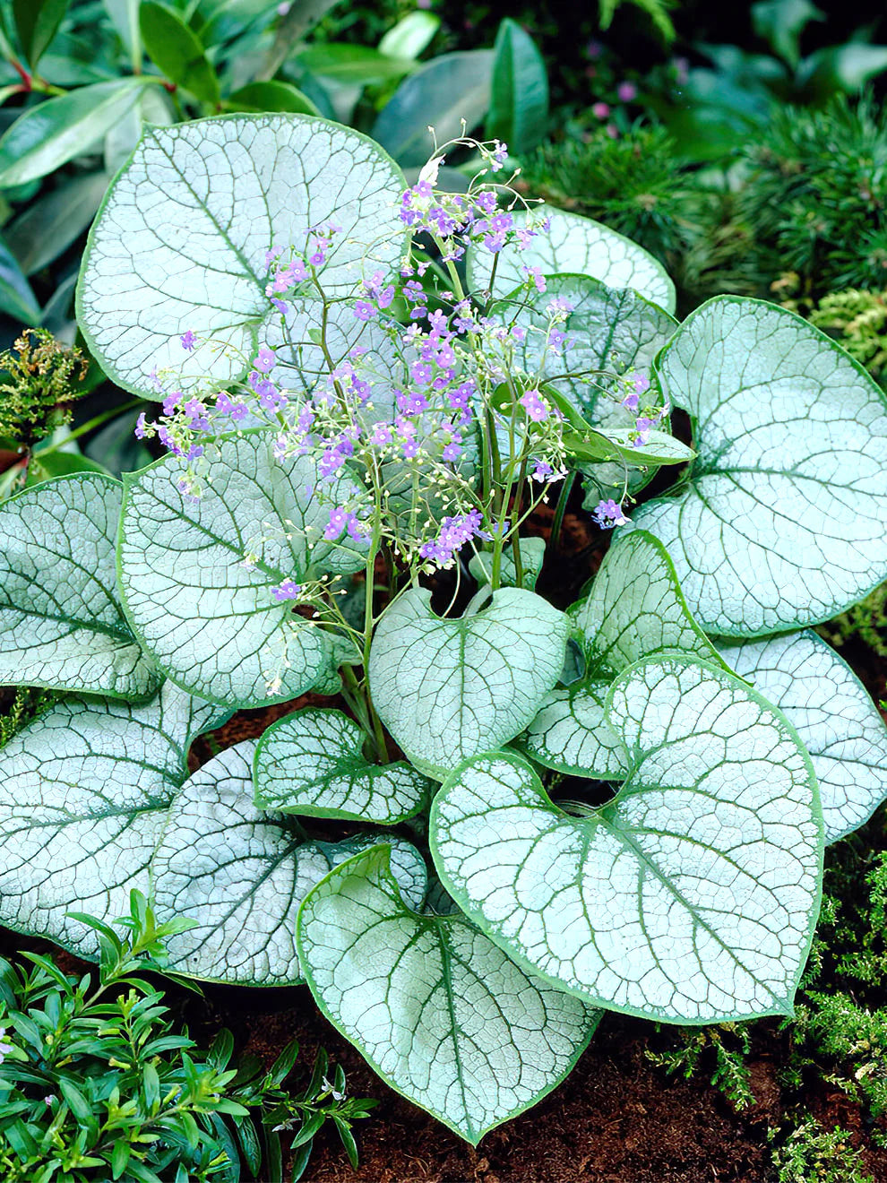 Brunnera 'Jack Frost' (1 gallon)