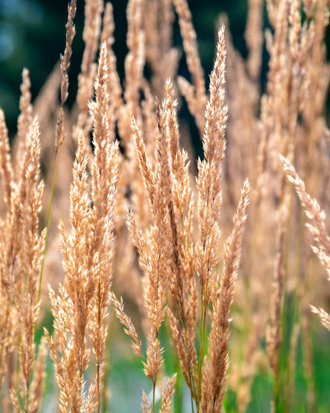Calamagrostis ‘Karl Foerster’ (1 gallon)