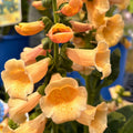 Dalmatian Peach Foxglove — Peach Foxglove (Digitalis purpurea 'Dalmatian Peach') · 2 Gal