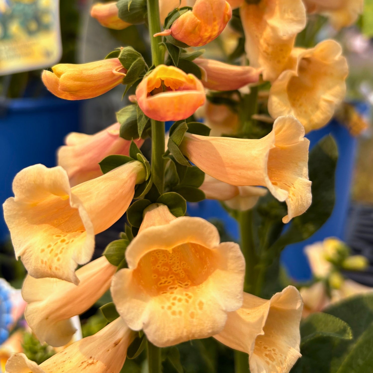 Dalmatian Peach Foxglove — Peach Foxglove (Digitalis purpurea 'Dalmatian Peach') · 2 Gal