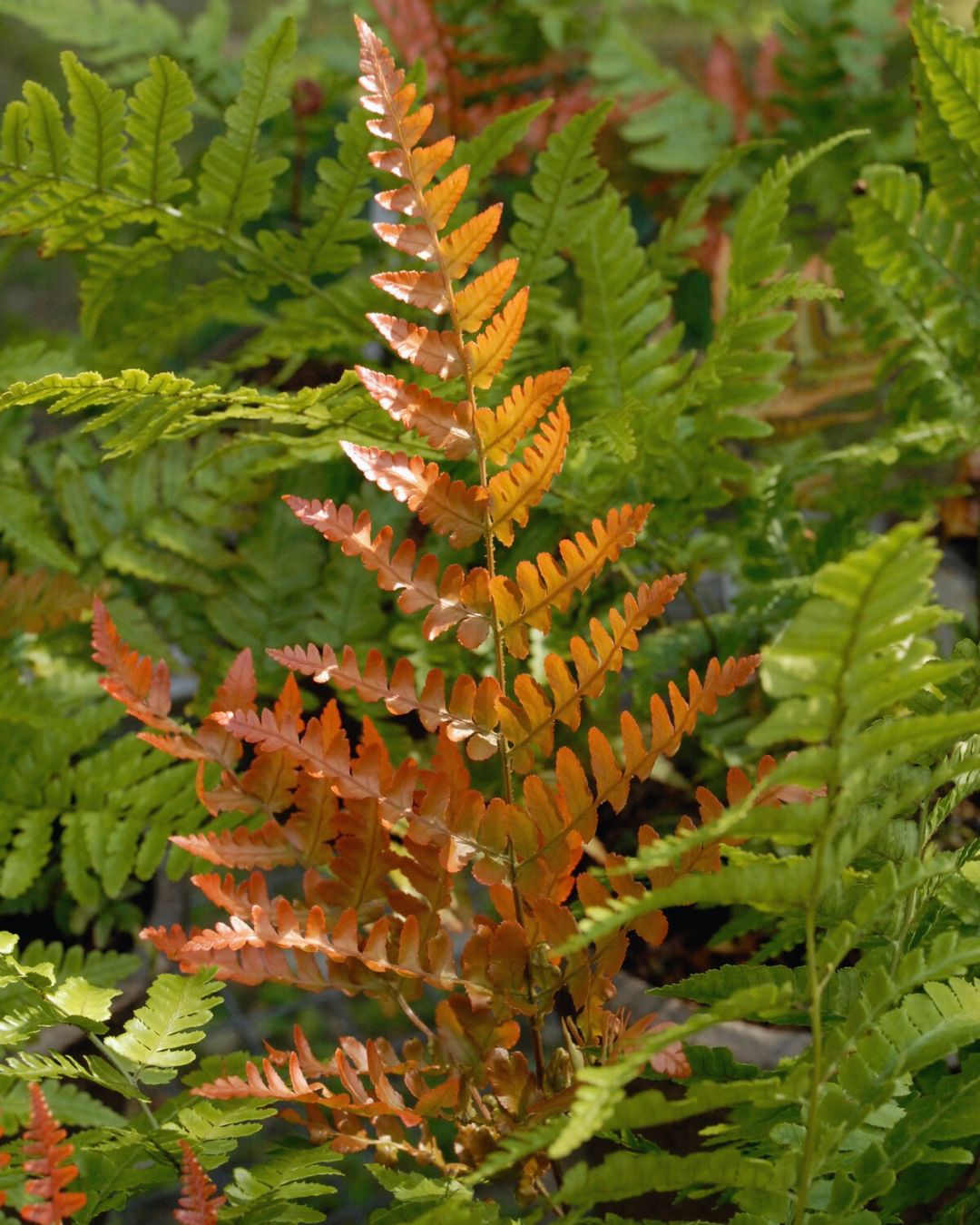Dryopteris ‘Autumn Brilliance’ (1 gallon)
