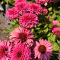 SunSeekers® Sweet Fuchsia Coneflower — Layered Fuchsia Blooms (Echinacea 'Sweet Fuchsia') · 1.5 Gal