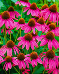 Echinacea ‘PowWow Wild Berry’ (1 gallon)