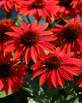 Echinacea ‘Sombrero Sangrita’ (1 gallon)