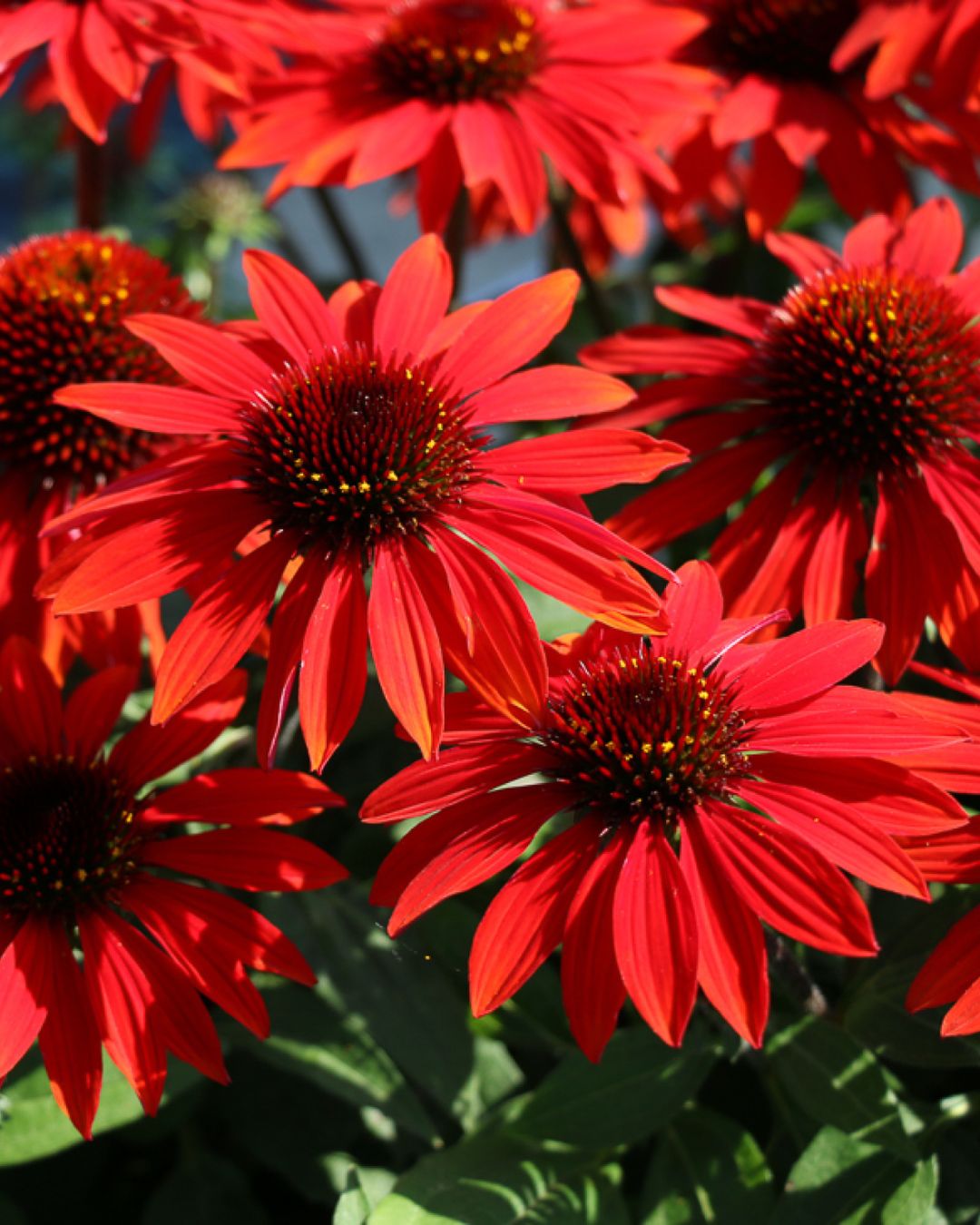 Echinacea ‘Sombrero Sangrita’ (1 gallon)