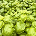 'Everleaf Genovese' Basil — 9" Pot