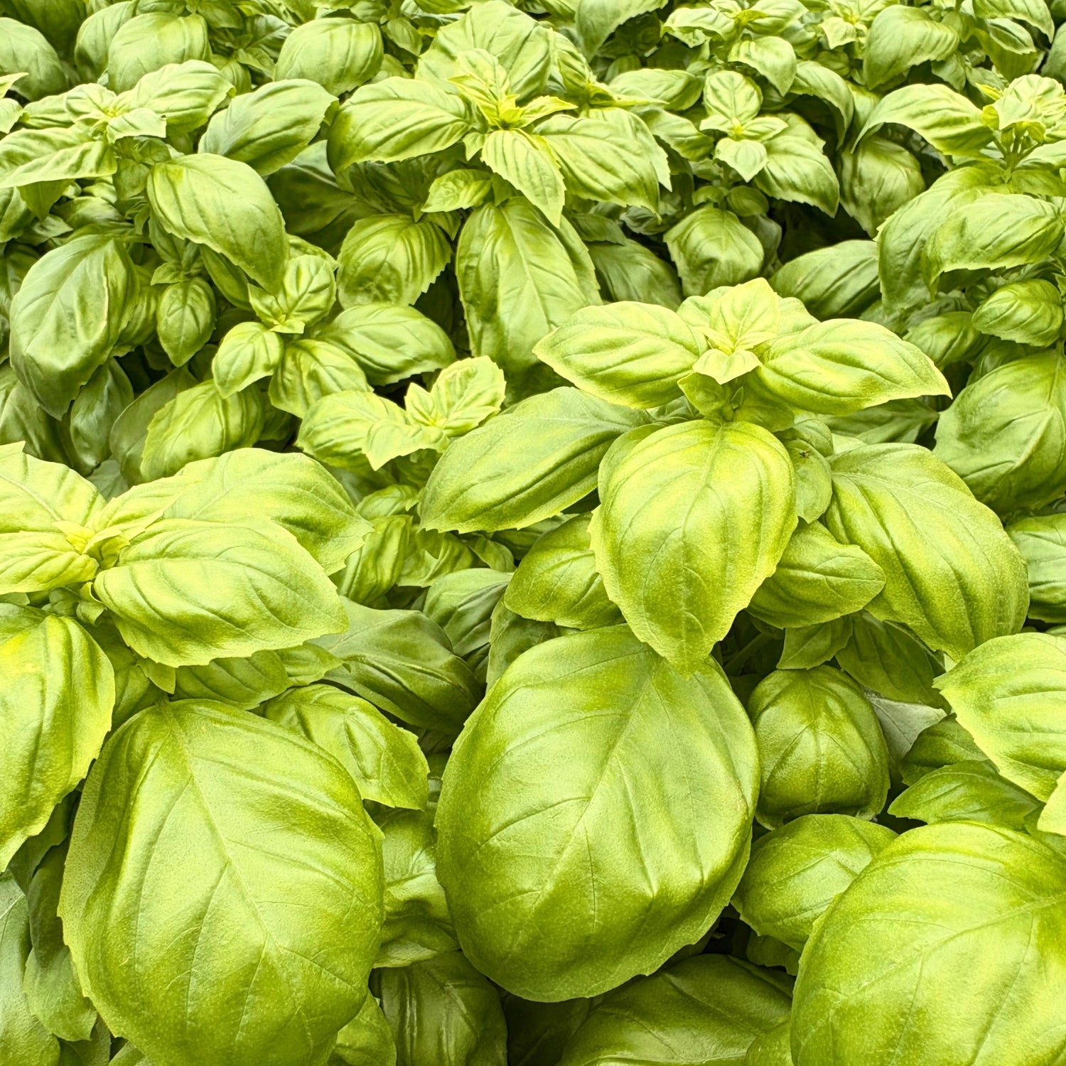 'Everleaf Genovese' Basil — 9" Pot