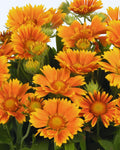 Gaillardia SpinTop ‘Mango’ (1 gallon)