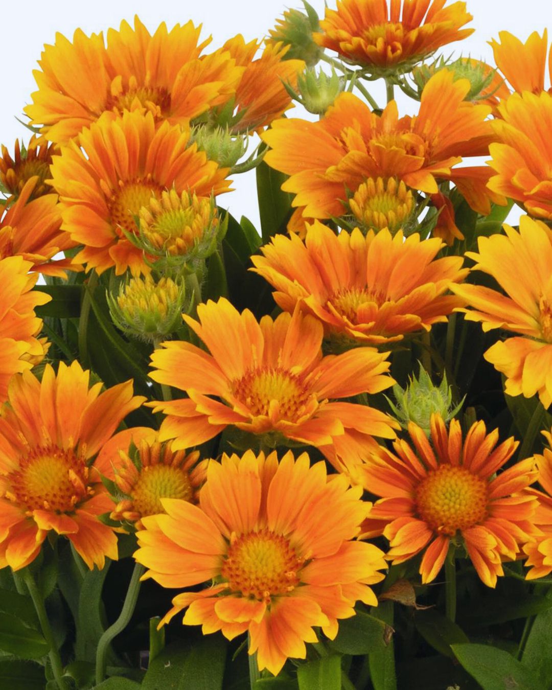 Gaillardia SpinTop ‘Mango’ (1 gallon)