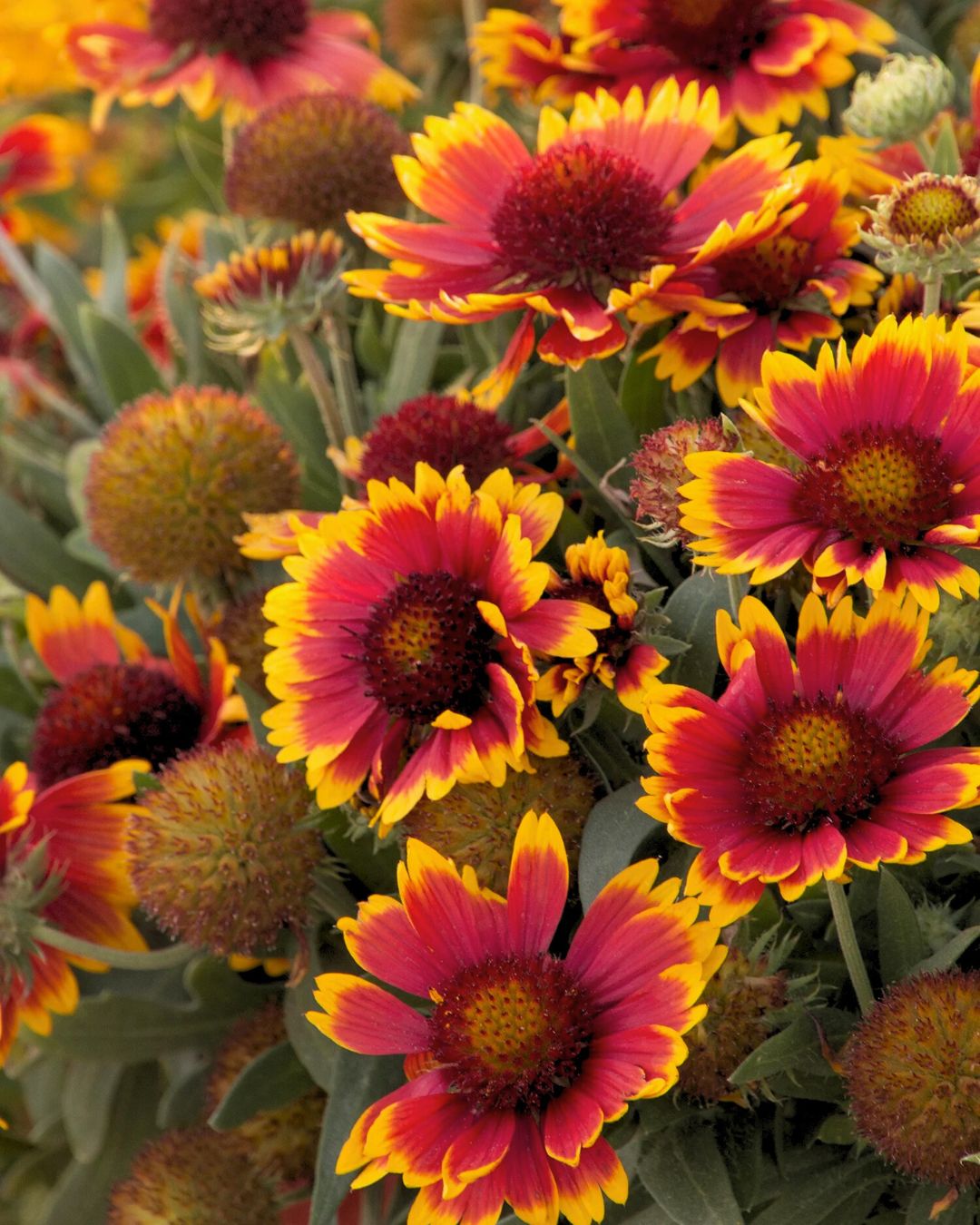 Gaillardia ‘Arizona Sun’ (1 gallon)