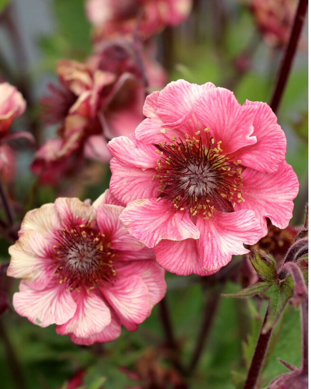 Geum ‘Tempo Rose’ (1 gallon)