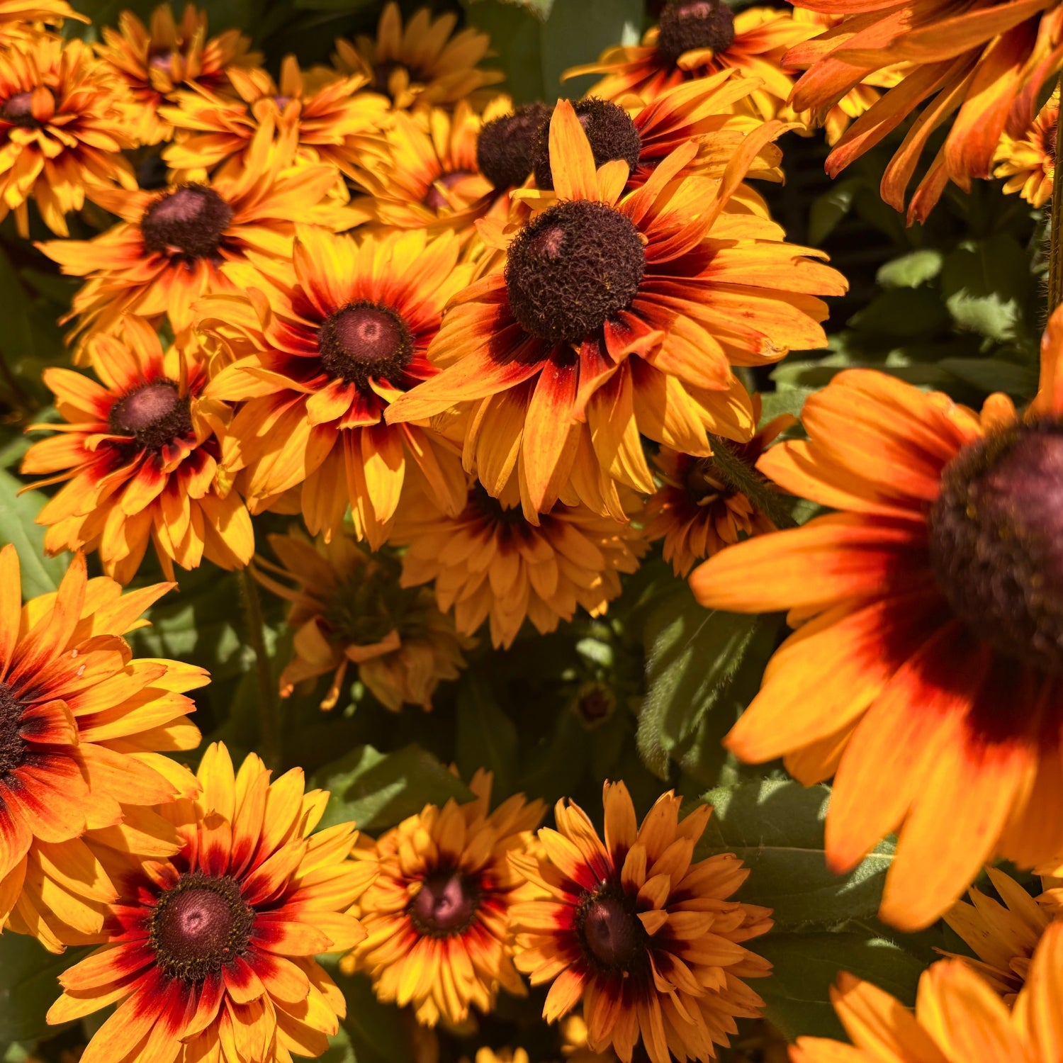 Sunbeckia — Giant Summer-to-Fall Annual (Rudbeckia hirta hybrid) · 9 in.