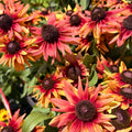Sunbeckia — Giant Summer-to-Fall Annual (Rudbeckia hirta hybrid) · 9 in.
