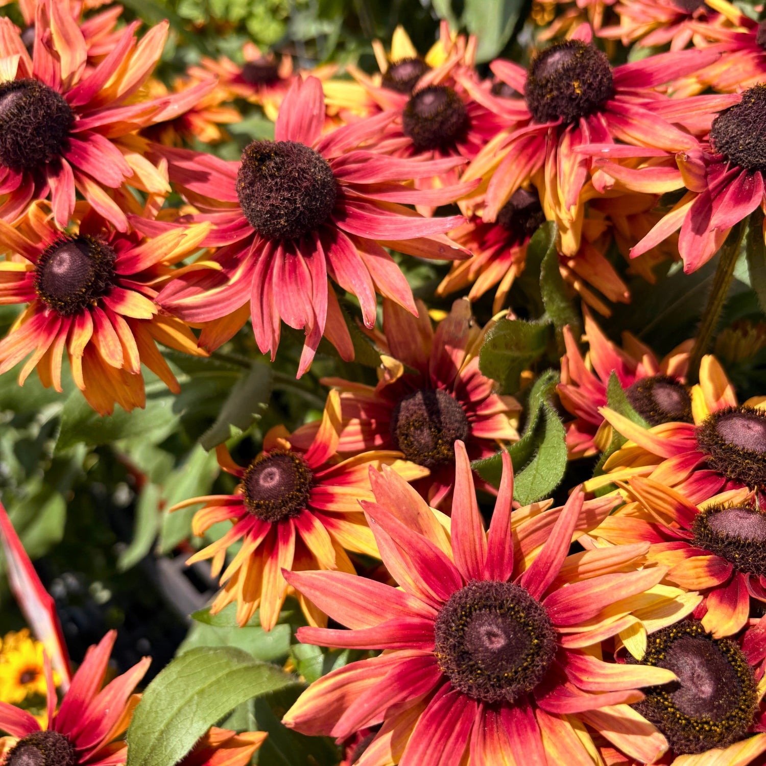 Sunbeckia — Giant Summer-to-Fall Annual (Rudbeckia hirta hybrid) · 9 in.