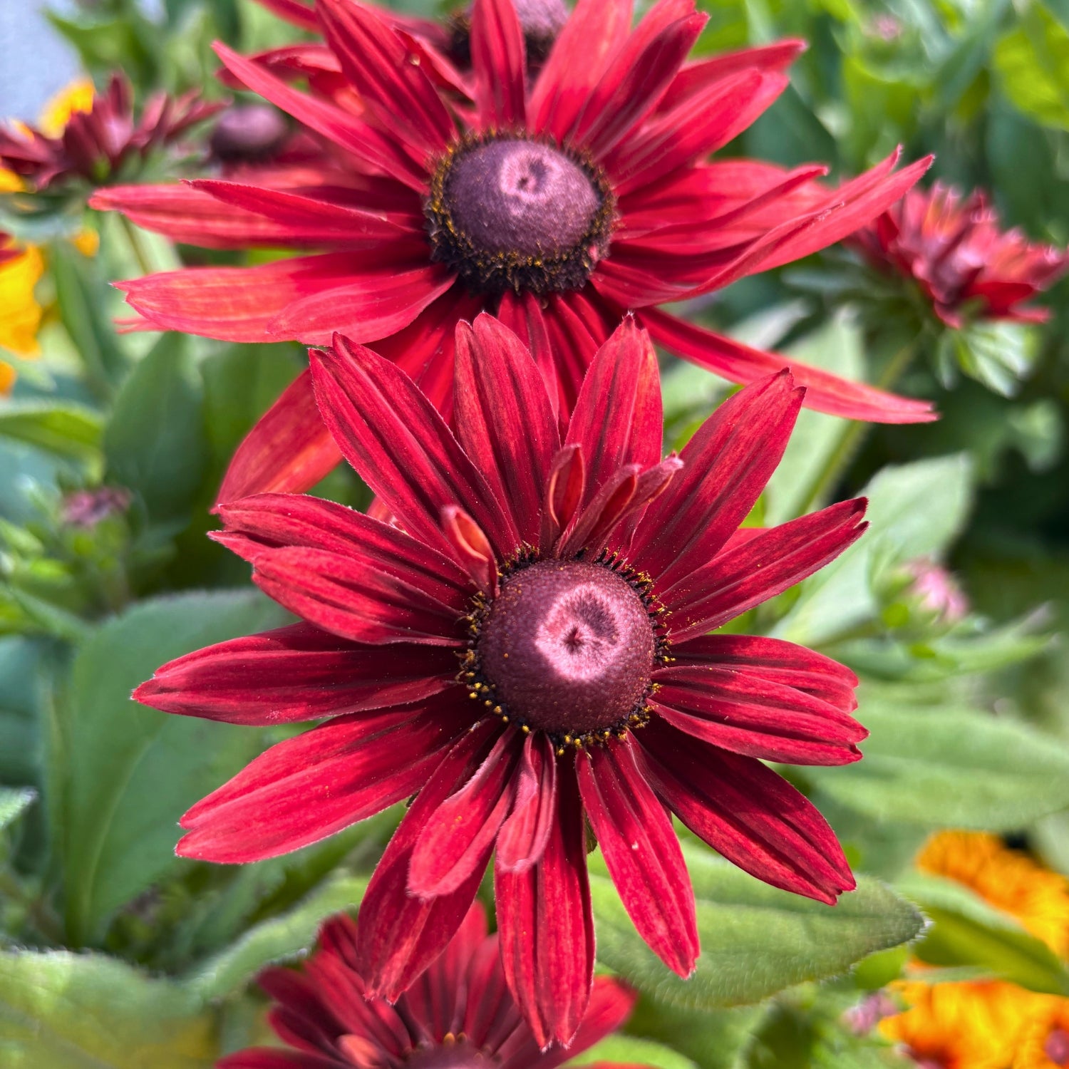 Sunbeckia — Giant Summer-to-Fall Annual (Rudbeckia hirta hybrid) · 9 in.
