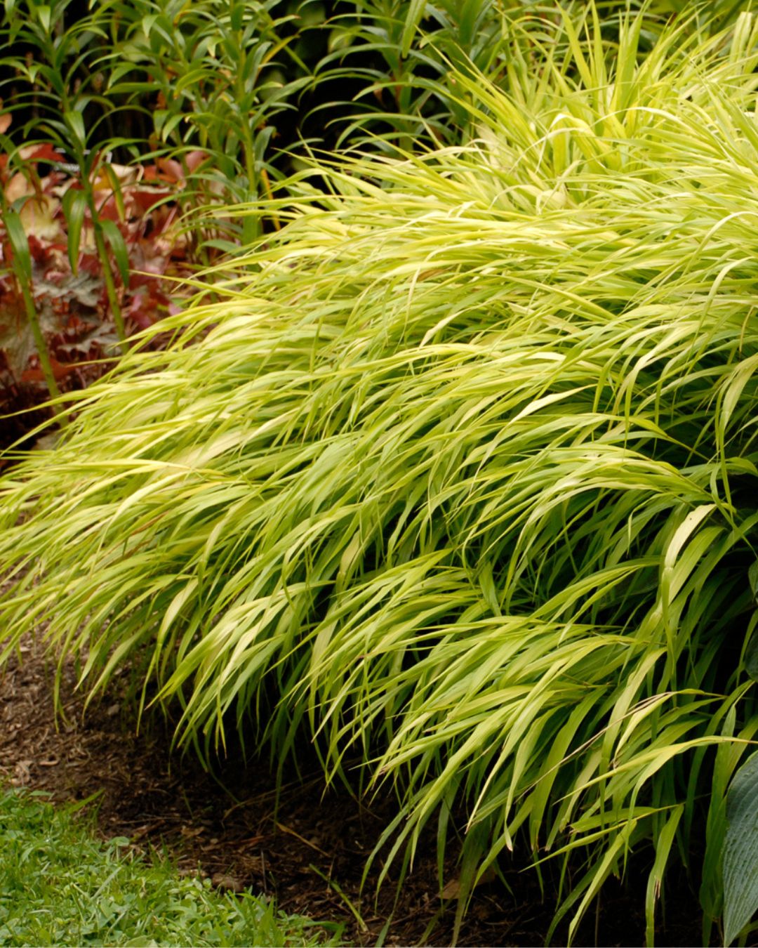 Hakonechloa ‘All Gold’ (1 gallon)