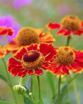 Helenium ‘Mariachi Salsa’ (1 gallon)