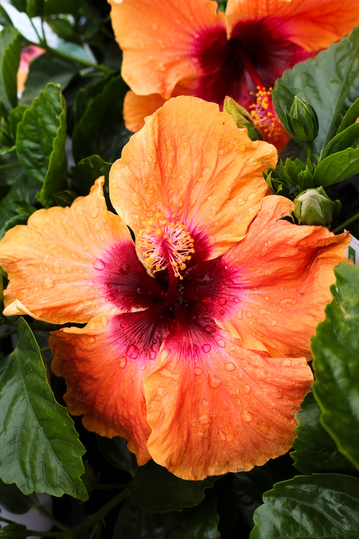 Hollywood Hibiscus 'Disco Diva'