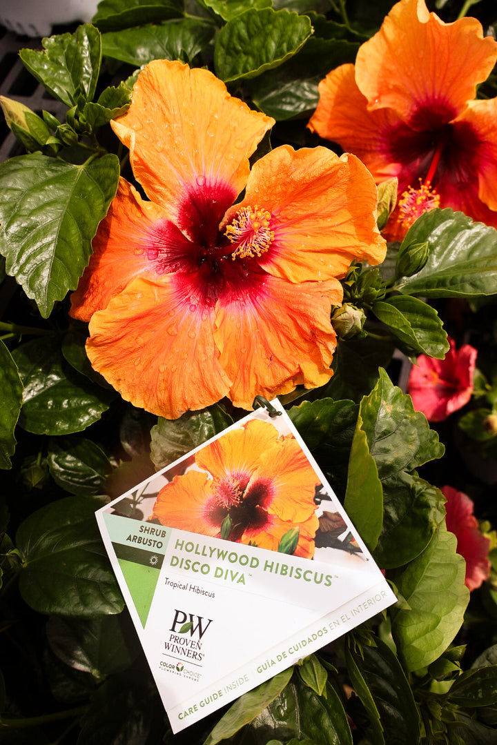 Hollywood Hibiscus 'Disco Diva'