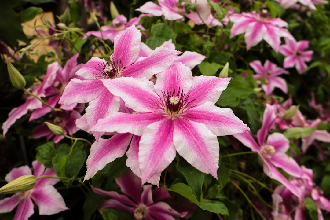 Clematis 'Carnaby'