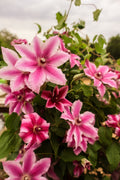 Clematis 'Carnaby'