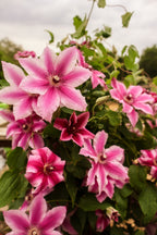 Clematis 'Carnaby'
