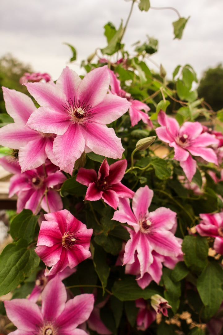 Clematis 'Carnaby'