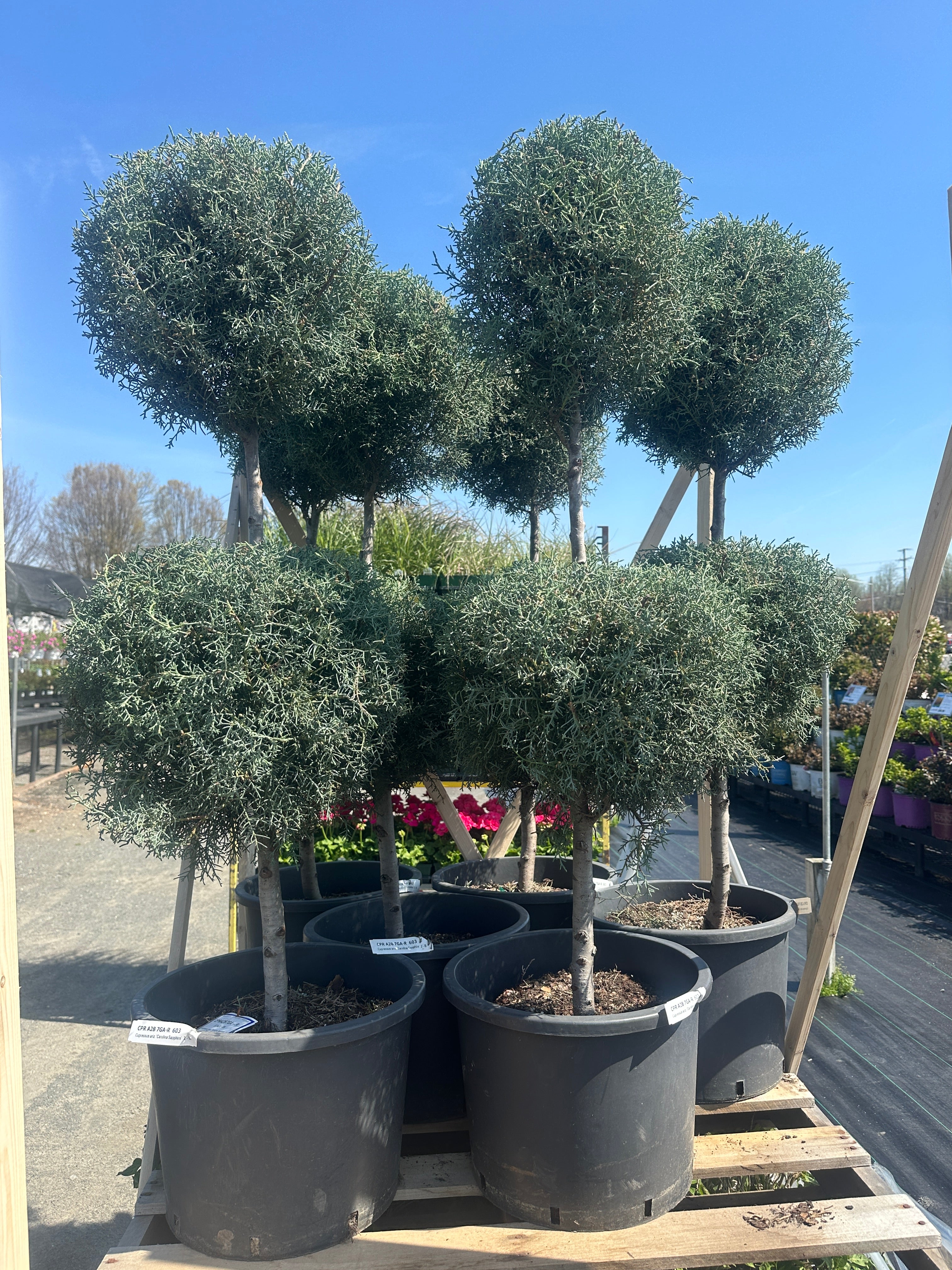 Carolina Sapphire Cypress (7 Gallon, 2-Ball)