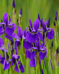 Iris sibirica ‘Caesar’s Brother’ (1 gallon)